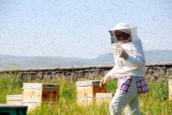 Practical training women beekeepers